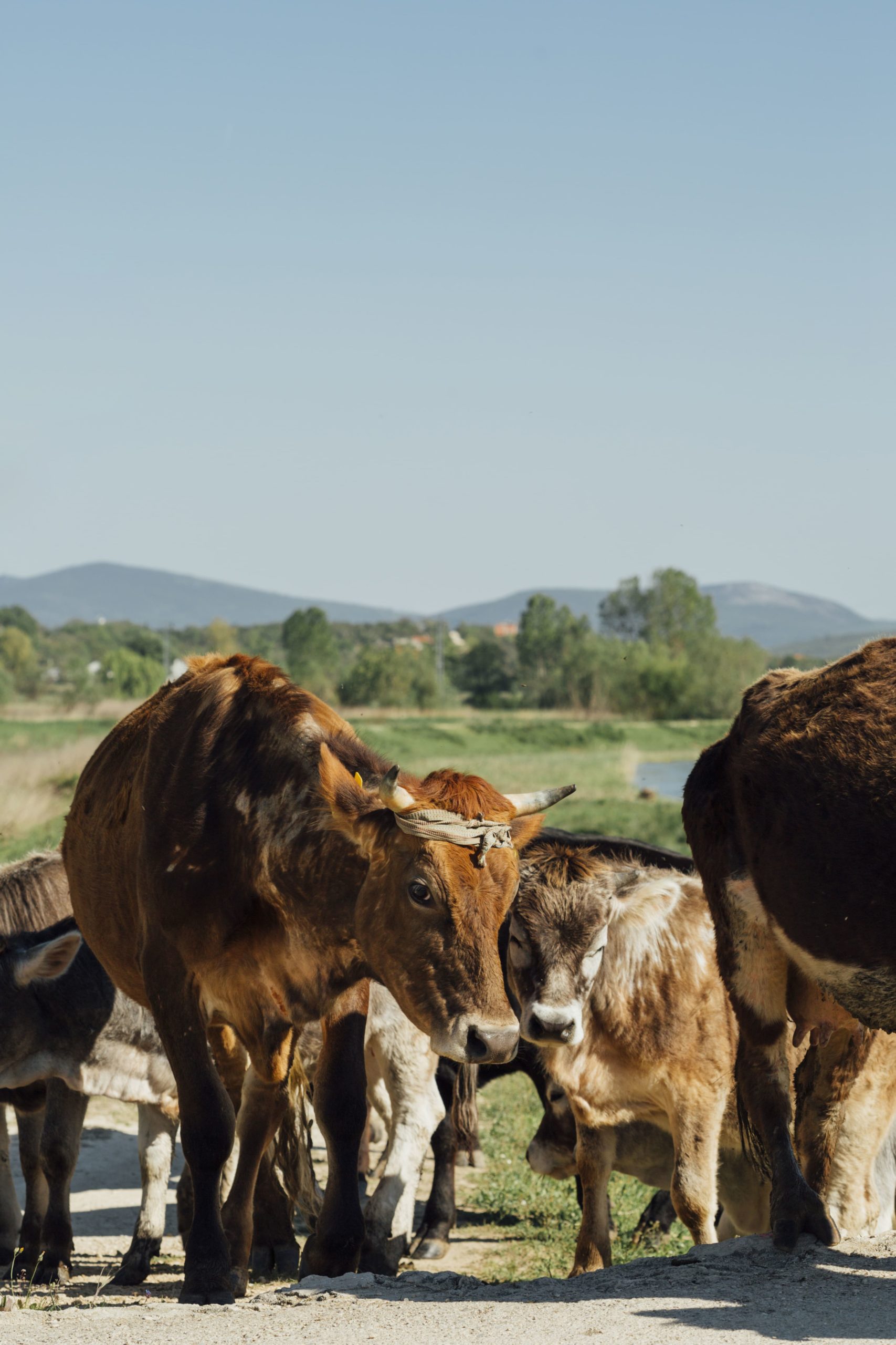 close-up-cows-walking-dirt-road